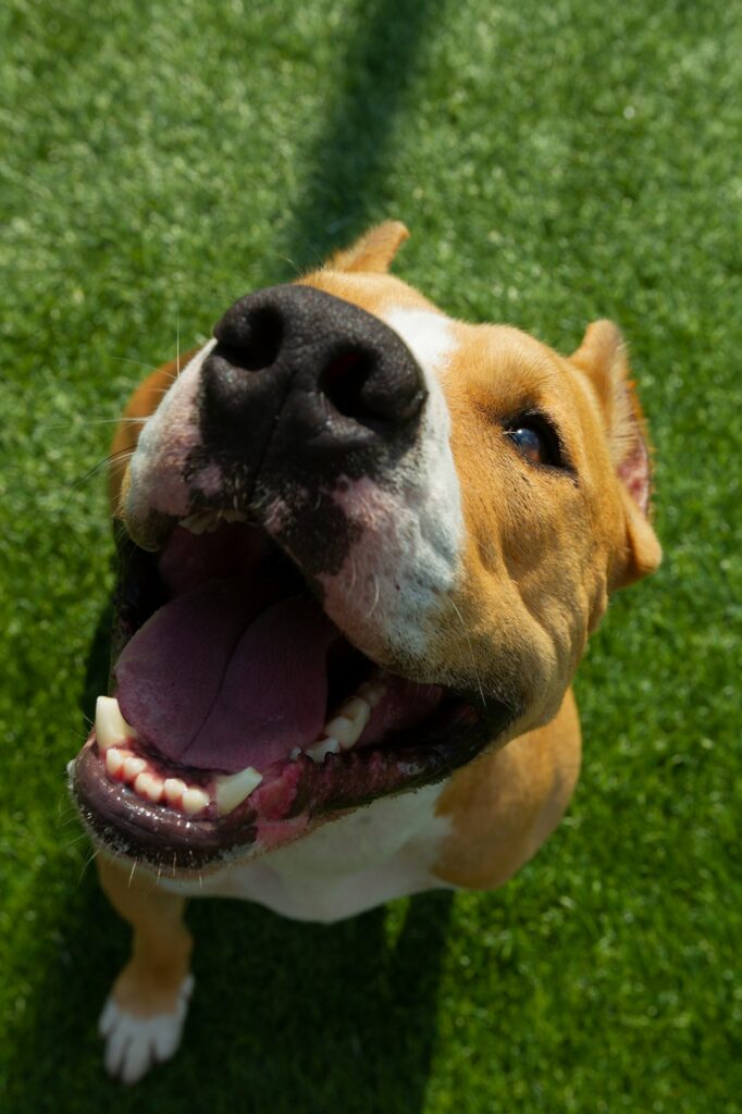 American Staffordshire Terrier dog on a summer day