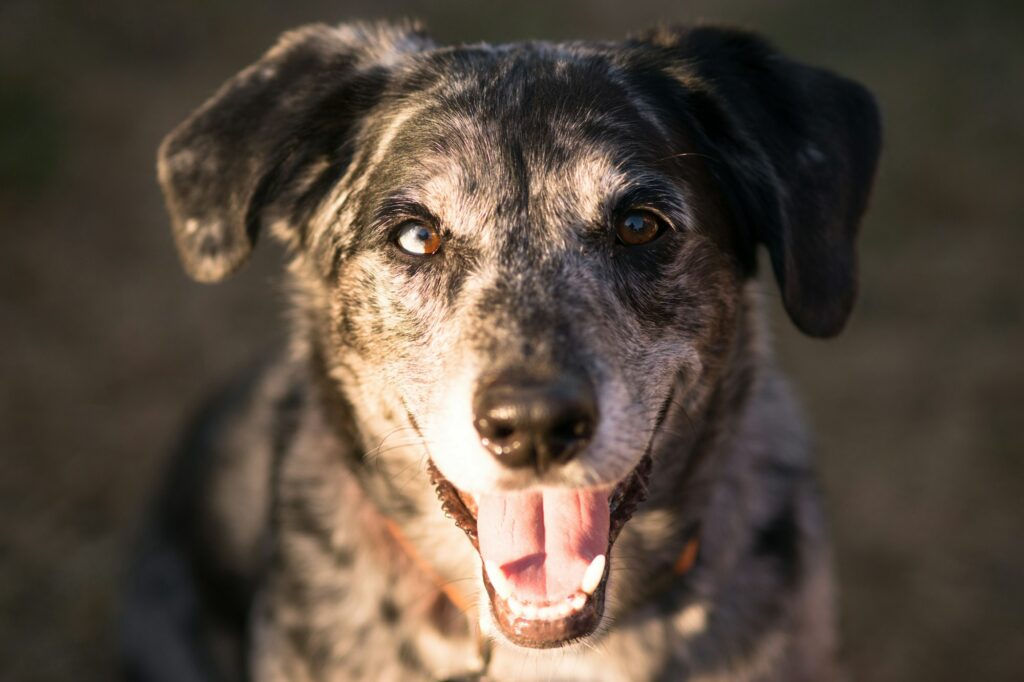 Mixed Breed Dog Canine Pet Headshot