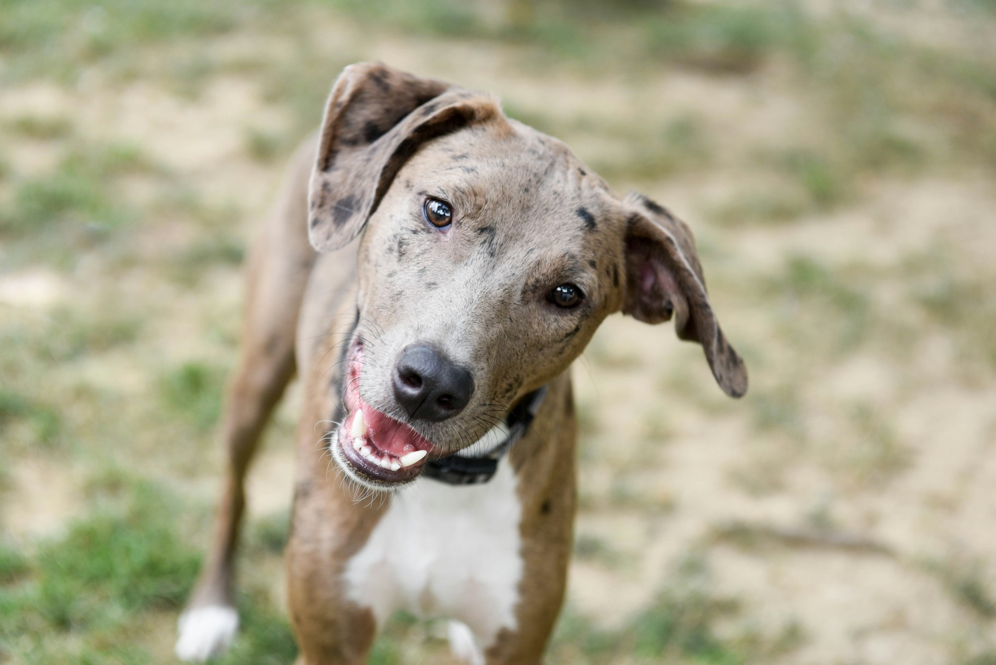 Portrait of a young Louisiana Catahoula Leopard mixed breed dog with his head tilted to the side